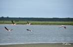 Flamingos alçam voo no Parque Nacional da Lagoa do Peixe, no sul do Rio Grande do Sul, entre a Lagoa dos Patos e o Oceano Atlântico